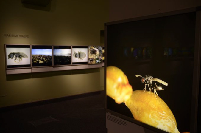 Wasp_exhibition__DSC3402